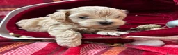 Maltipoo perros en venta: Maltipoo Hembra toy disponible - Anuncio 4