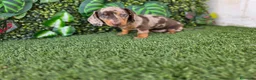 Teckel perros en venta: TECKEL MINI  - Anuncio 3