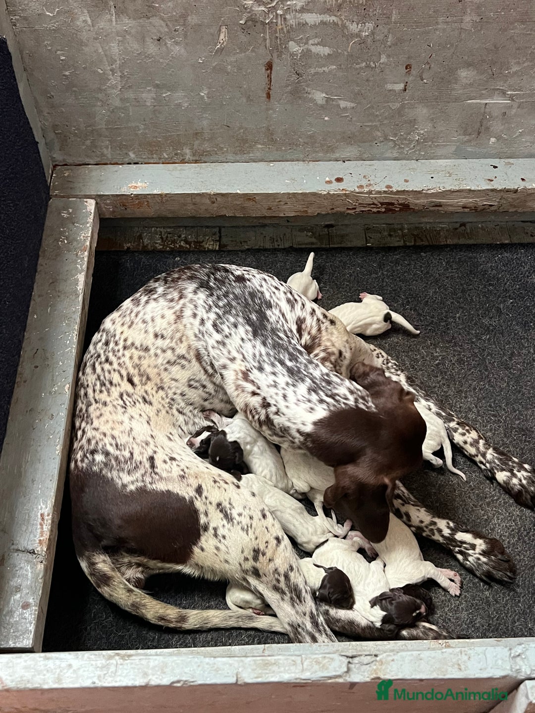 Braco Alemán de Pelo Corto perros en venta: Cachorros Braco Alemán  - Imagen 7
