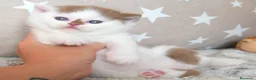 Británico de Pelo Corto gatos en venta: Camada espectacular British Shorthair Pedigree WCF - Anuncio 13