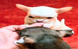 Chihuahua perros en venta: Precioso cachorro chihuahua  - Anuncio 7