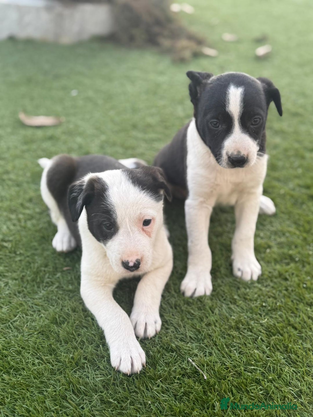 Border Collie perros en venta: BORDER COLLIE HEMBRAS ♀️ - Anuncio 1