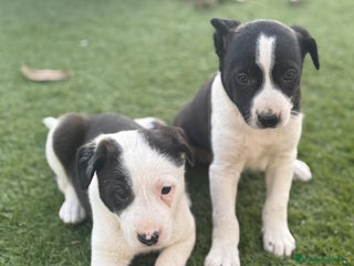 Border Collie perros BORDER COLLIE HEMBRAS ♀️ - Anuncio 1