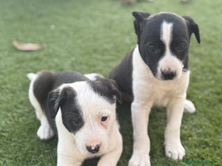 Border Collie perros BORDER COLLIE HEMBRAS ♀️ - Anuncio 34
