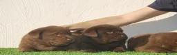 Labrador Retriever perros en venta: Cachorros de Labrador chocolate en Madrid - Anuncio 6