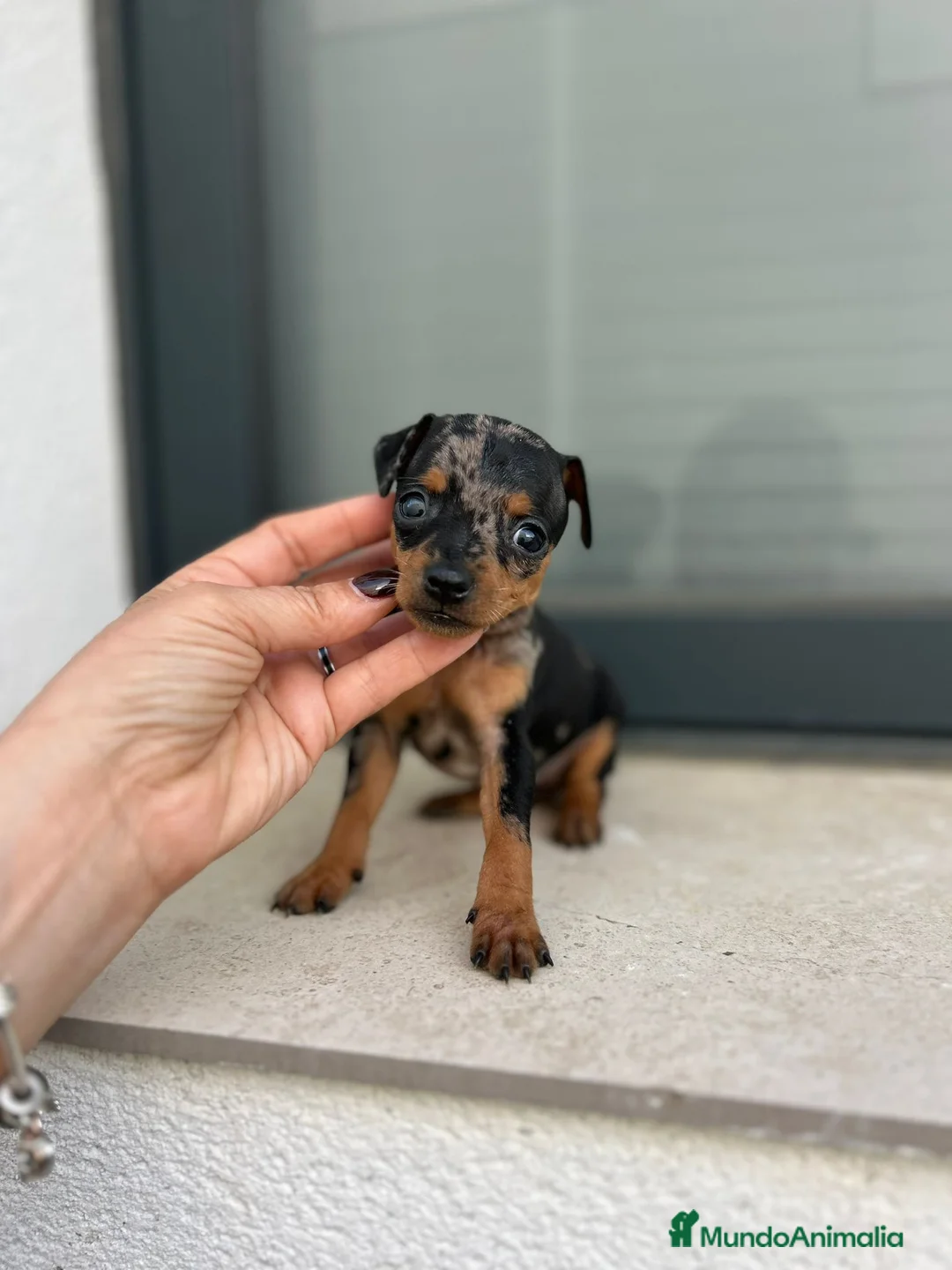 Ratón de Praga perros en venta: Ratón de Praga  - Anuncio 1