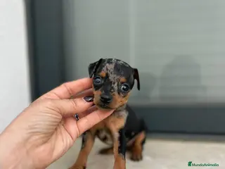 Ratón de Praga perros Ratón de Praga - Anuncio 2