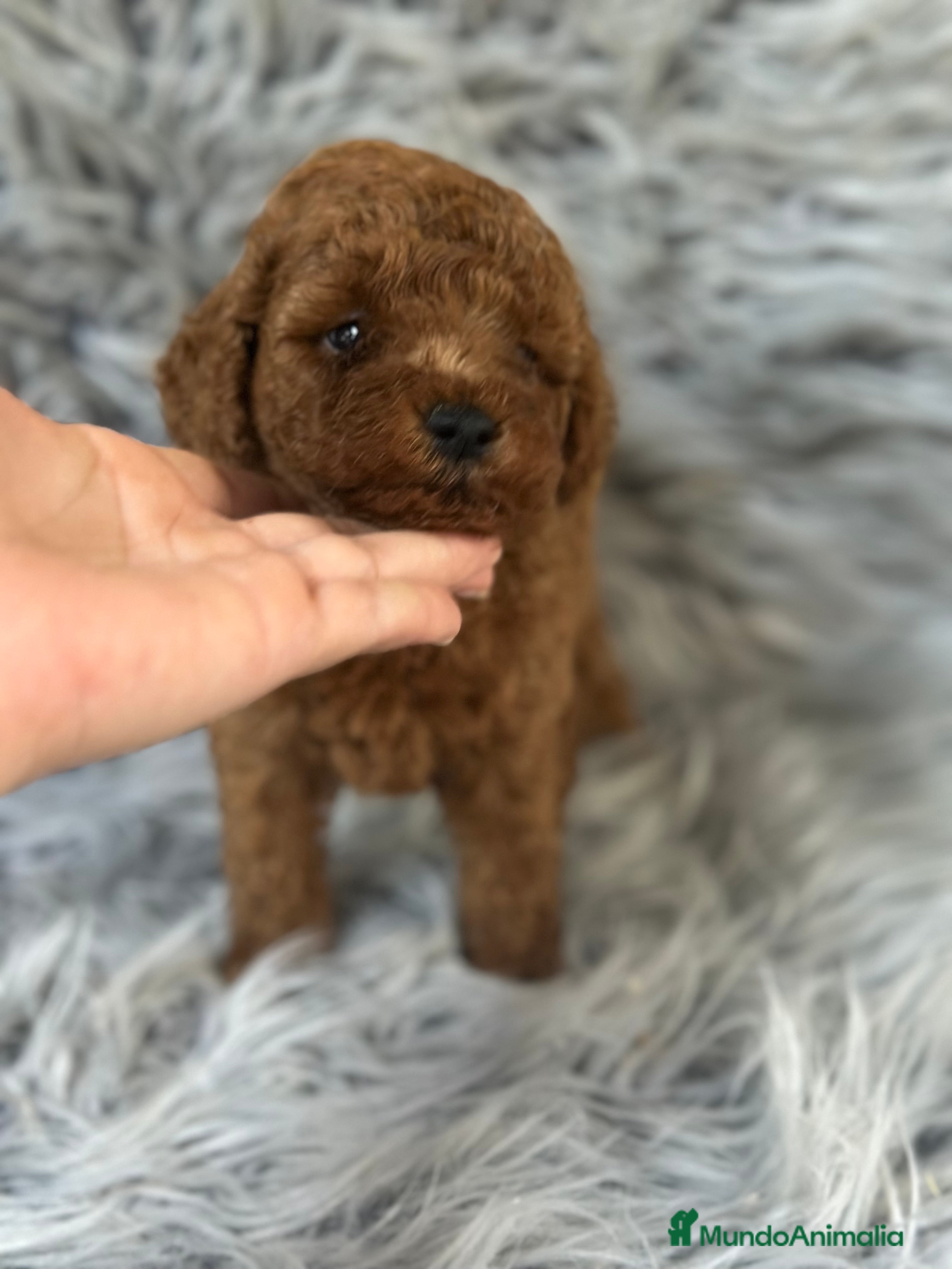 Caniche Toy perros CANICHE TOY ROJO DISPONIBLE - Anuncio 2