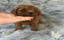 Caniche Toy perros en venta: CANICHE TOY ROJO DISPONIBLE - Imagen 2