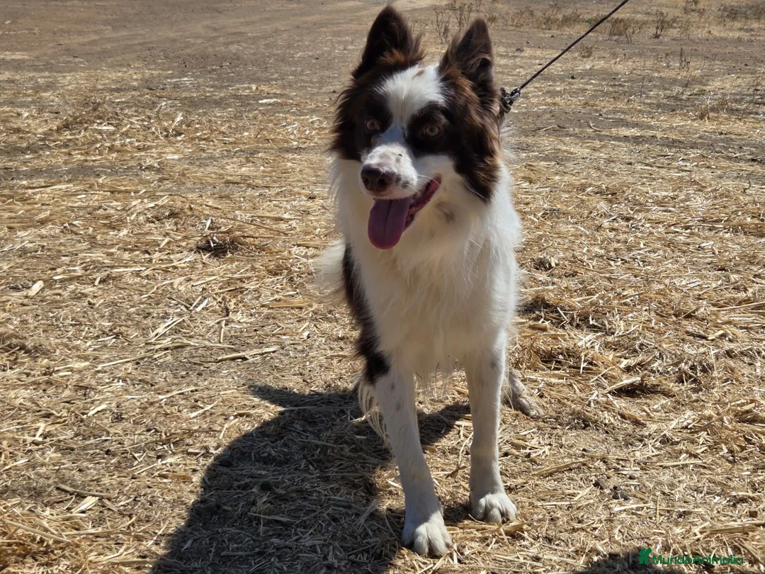 Border Collie perros en adopcion: Preciosos border collie  - Anuncio 1
