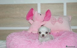 Chihuahua perros en venta: CHIHUAHUAS  - Imagen 7