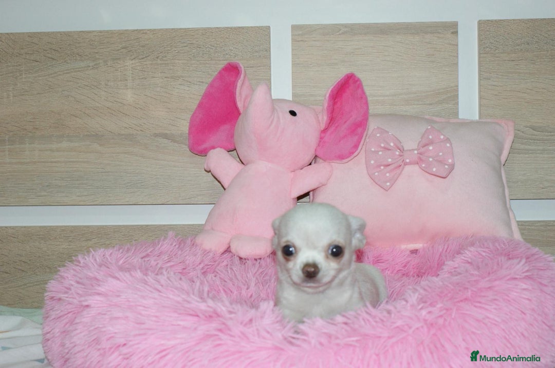 Chihuahua perros en venta: CHIHUAHUAS  - Imagen 7