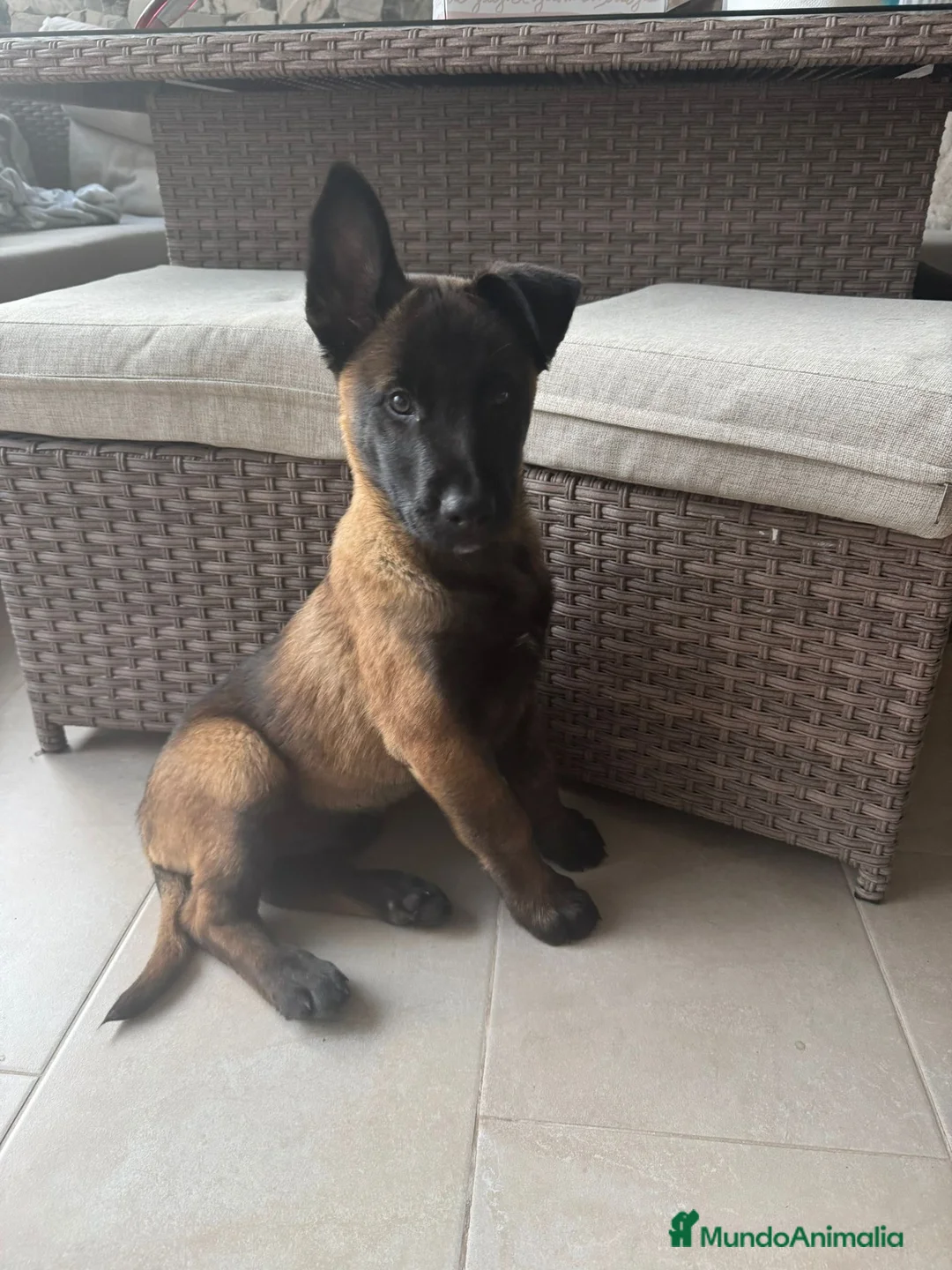 Pastor Belga Malinois perros en venta: Cachorro Malinois  - Anuncio 1