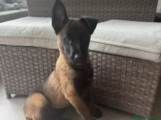 Pastor Belga Malinois perros Cachorro Malinois - Anuncio 2