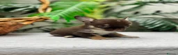 Chihuahua perros en venta: CHIHUAHUA CHOCOLATE - Anuncio 21