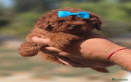 Caniche Toy perros en venta: Caniche toy rojo - Imagen 2