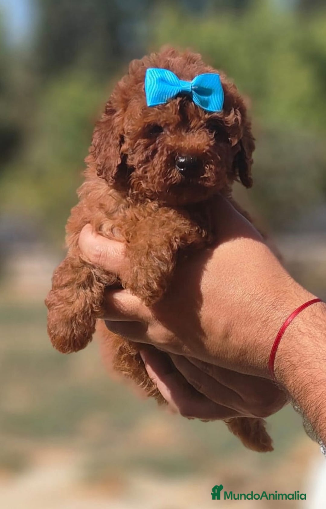 Caniche Toy perros en venta: Caniche toy rojo - Imagen 2