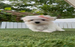 Bichón Maltés perros en venta: BICHON MALTES HEMBRA ENVIO A TODA ESPAÑA - Imagen 12