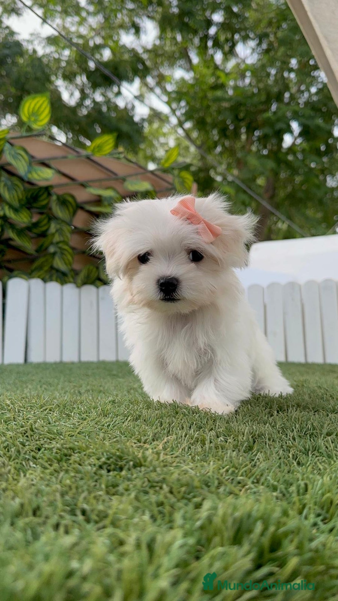 Bichón Maltés perros en venta: BICHON MALTES HEMBRA ENVIO A TODA ESPAÑA - Imagen 12