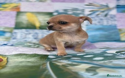 Chihuahua perros en venta: Chihuahua toy - Imagen 1