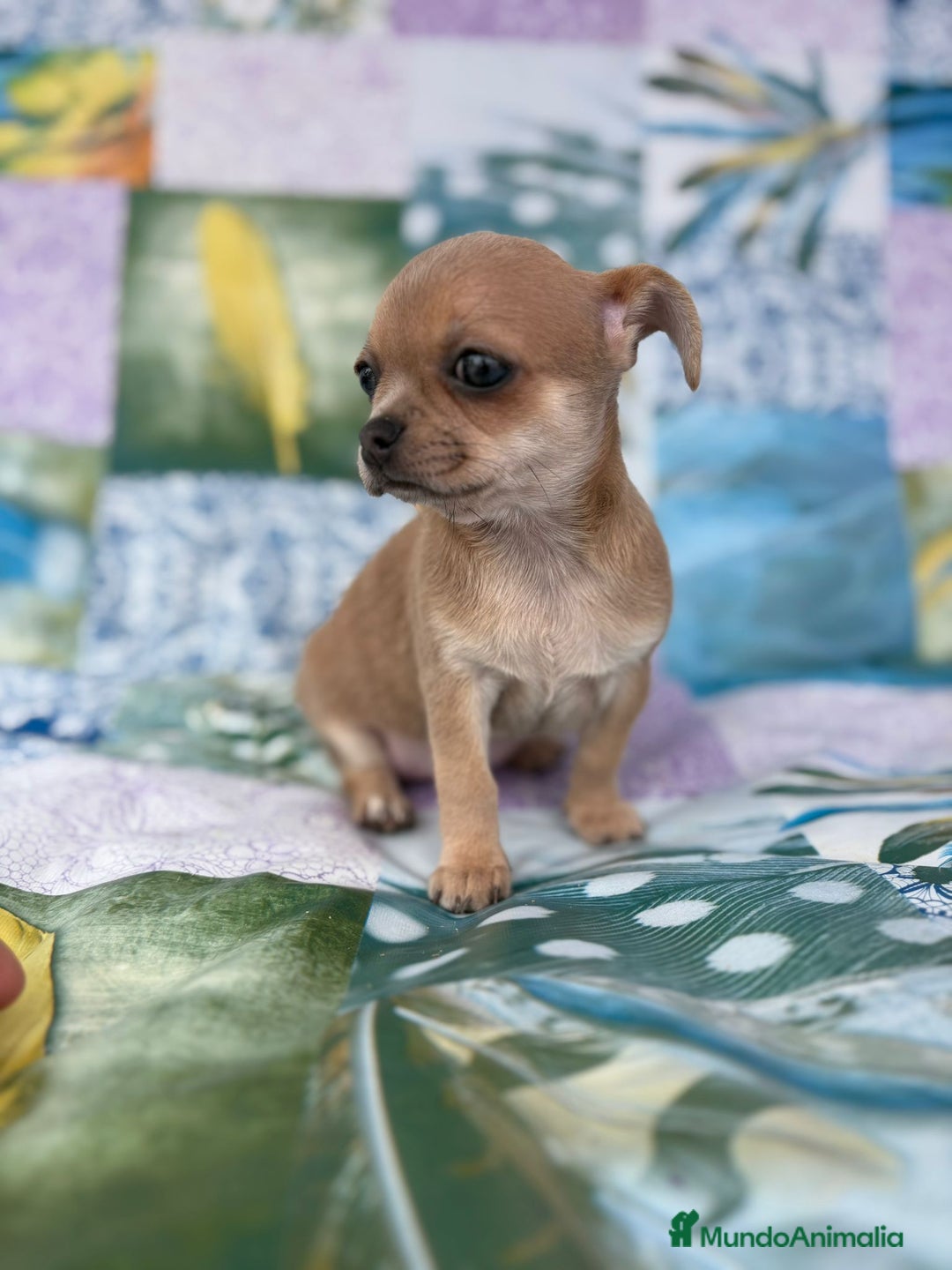 Chihuahua perros en venta: Chihuahua toy - Imagen 1