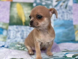 Chihuahua perros - Anuncio 16