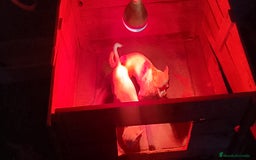 Chihuahua perros en venta: Chihuahua Minis - Anuncio 2