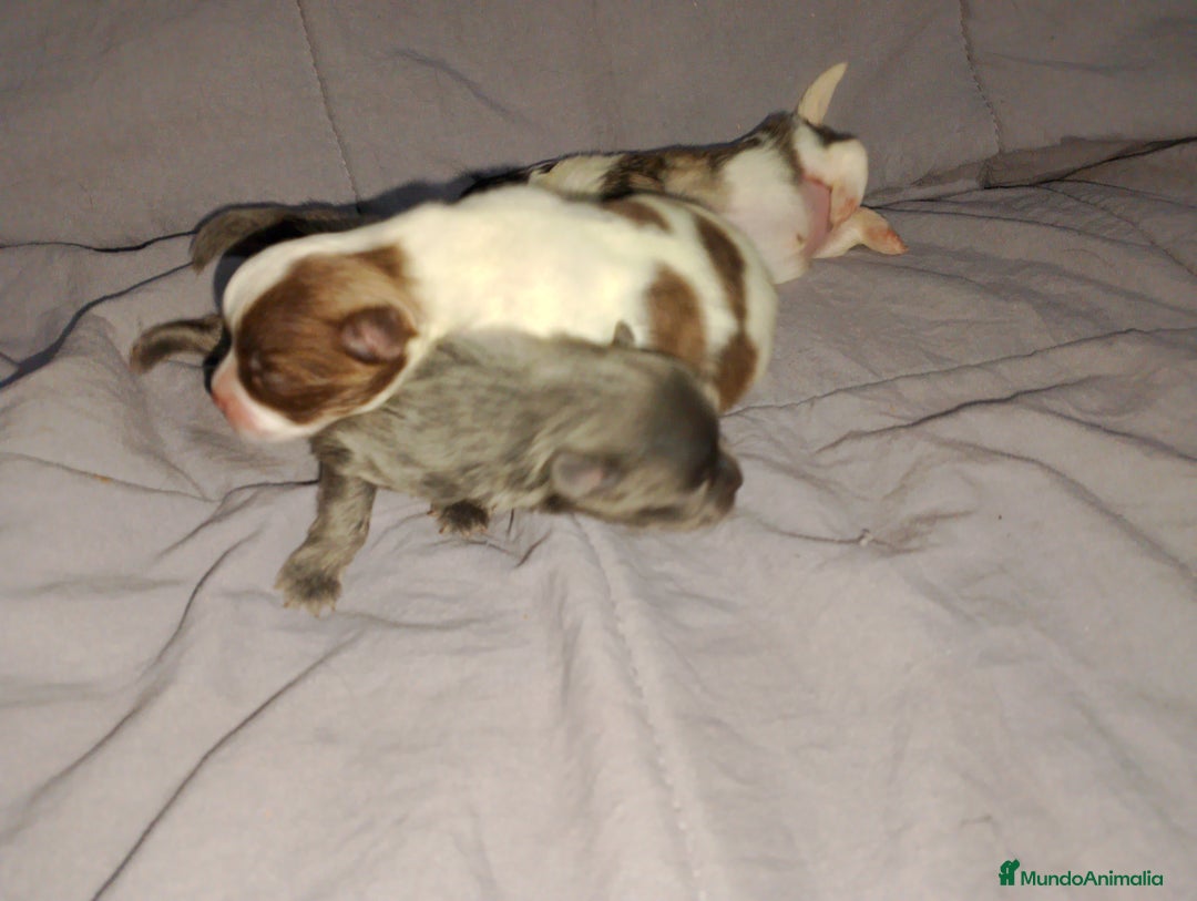 Pomchi perros en venta: Pomchi enanos desde 600€  - Imagen 1