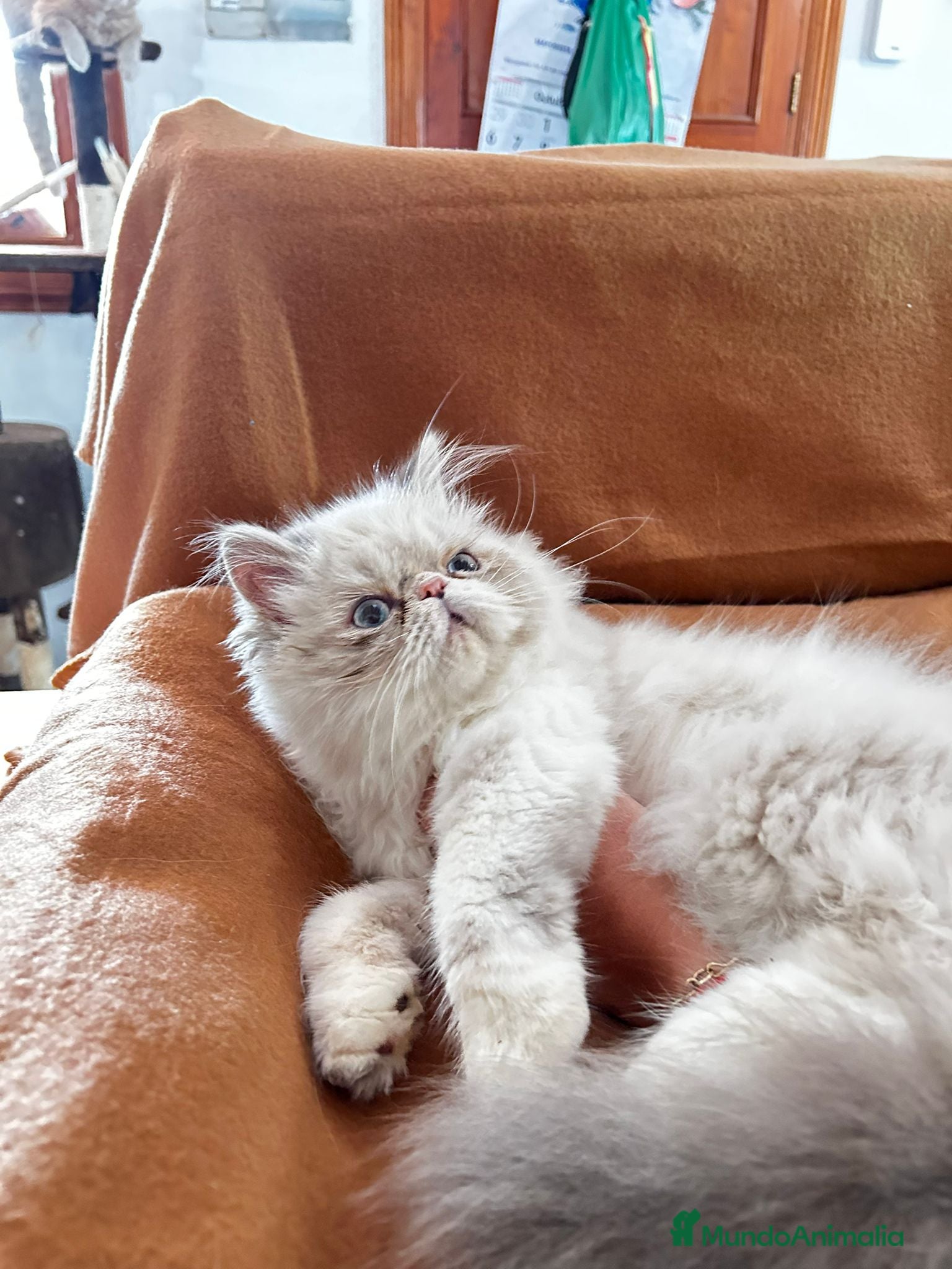 Persa gatos Persas himalsyos mallorca - Anuncio 39