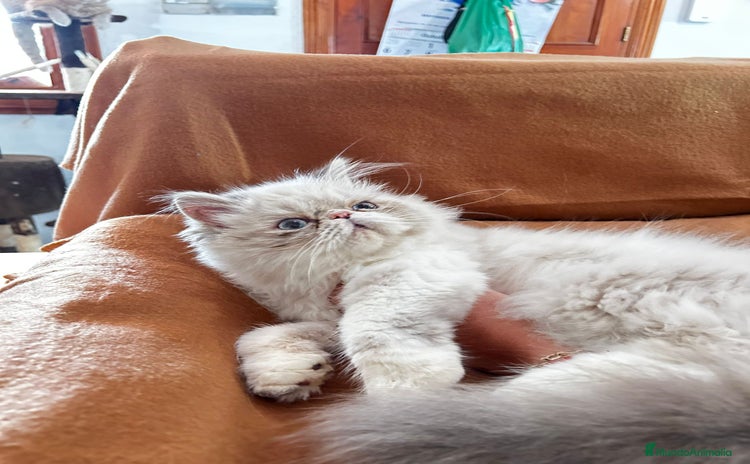 Persa gatos - Anuncio 1