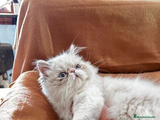 Persa gatos Persas himalsyos mallorca - Anuncio 2