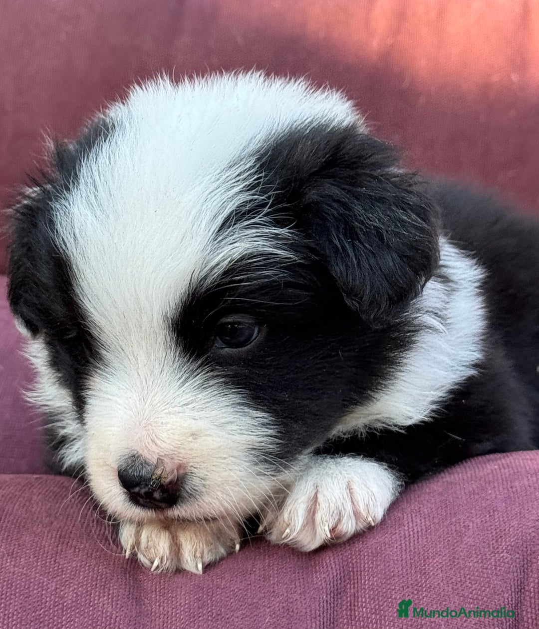 Border Collie perros en venta: Impresionantes Border Colliec - Imagen 5