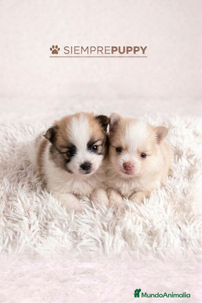 Pomerania perros POMERANIA BICOLOR MINI TOY - Anuncio 8