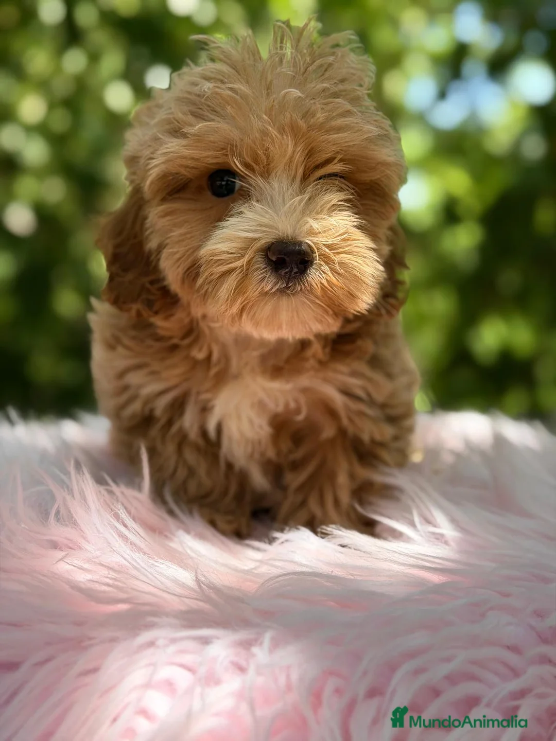 Maltipoo perros en venta: MALTIPOO APRICOT - Anuncio 2