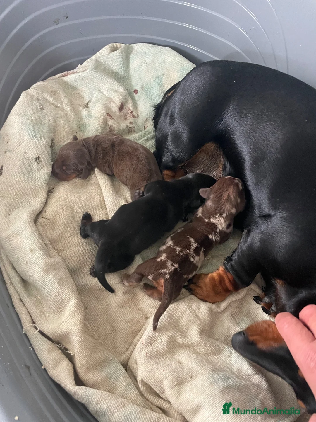 Teckel perros en venta: Cachorros Teckel miniatura Y kaninchen  - Anuncio 16