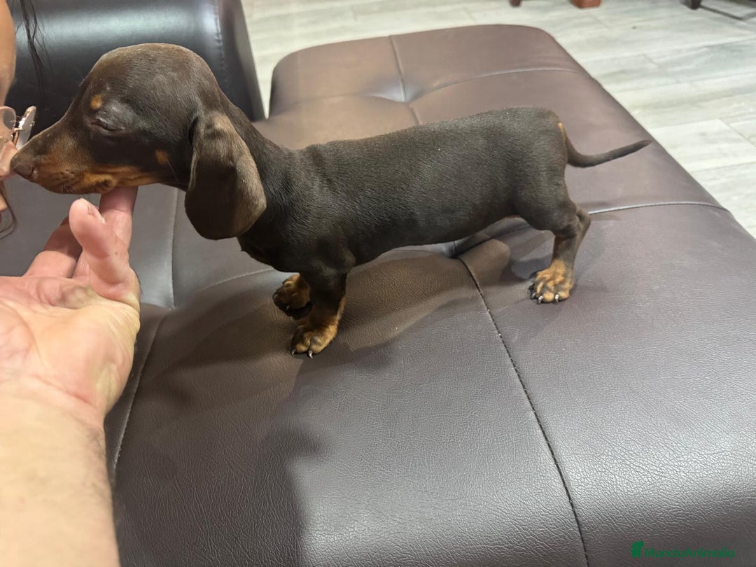 Teckel Miniatura perros en venta: Teclel mini - Imagen 4
