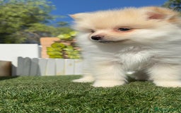 Pomerania perros en venta: POMERANIA - Imagen 8