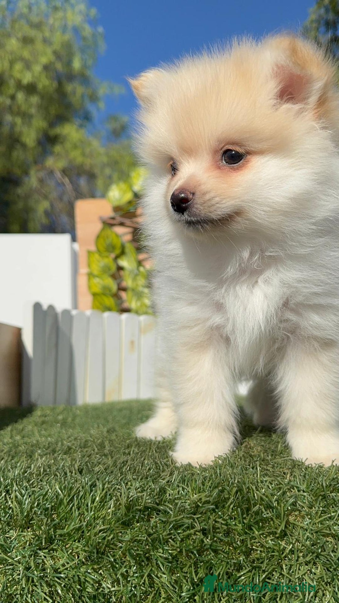 Pomerania perros en venta: POMERANIA - Imagen 8