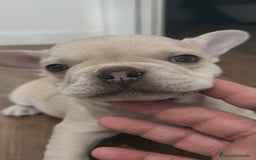 Bulldog Francés perros en venta: Bulldog Francés Macho ojos azules espectacular!!! - Imagen 12