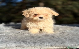 Caniche Toy perros en venta: Caniche Toy Apricot  - Anuncio 3