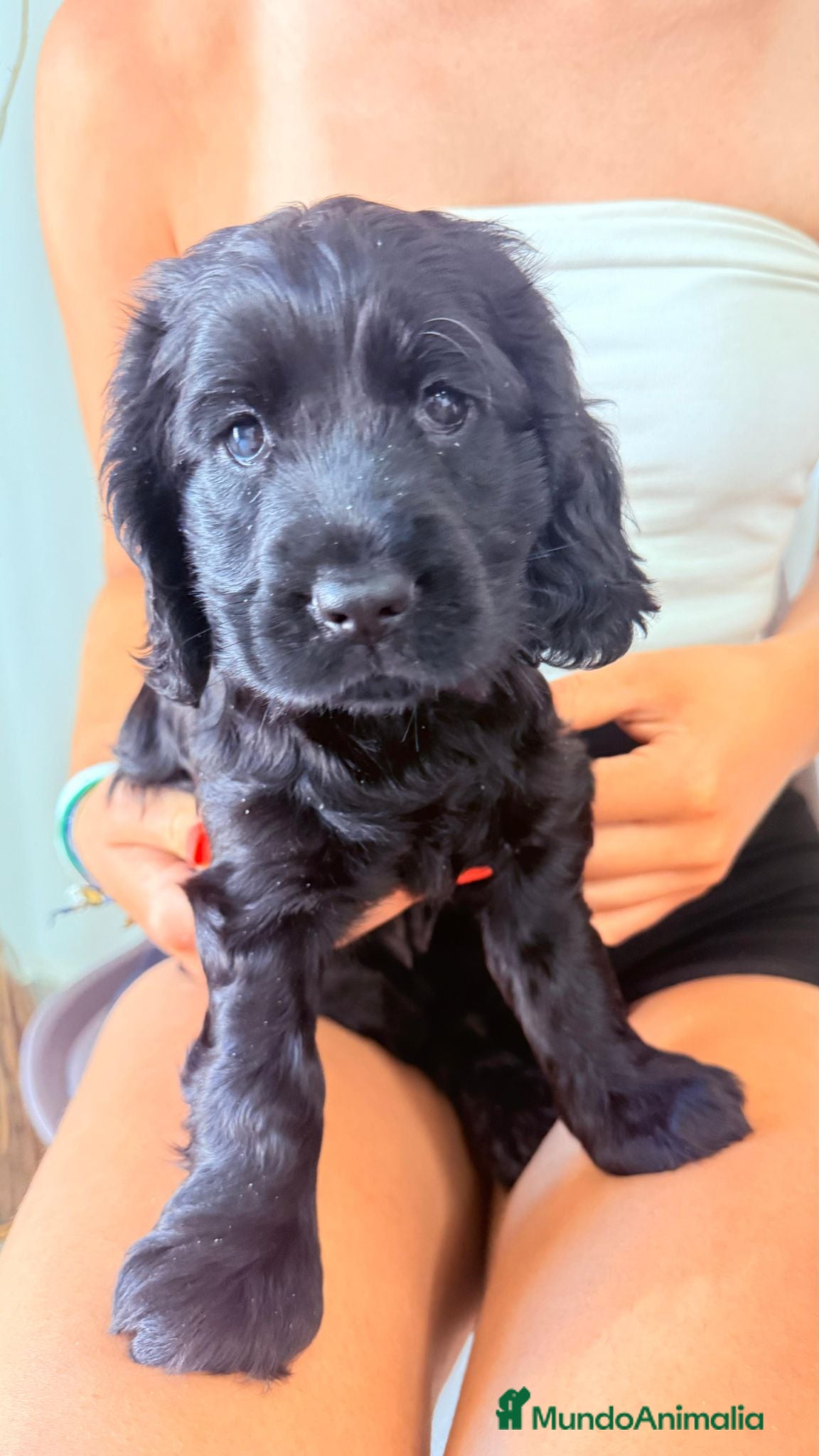 Cocker Spaniel Inglés perros Cocker Spaniel Ingles Hembra Negra Preciosa  - Anuncio 1