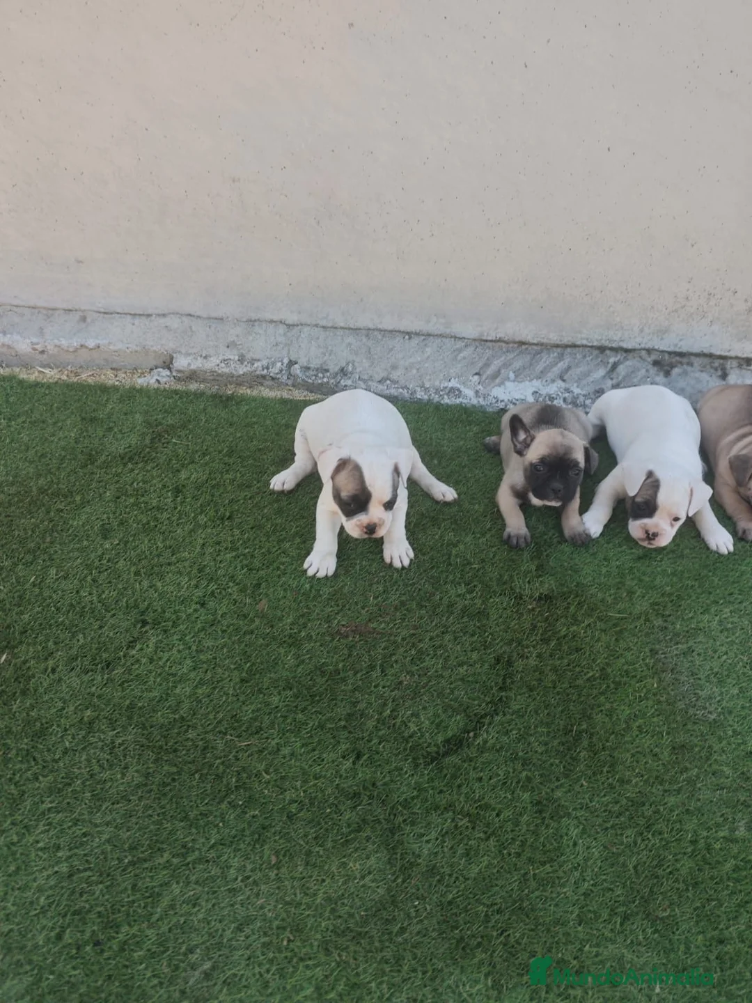 Bulldog Francés perros en venta: Bulldog francés disponibles🐶🐾 en Cádiz - Anuncio 2