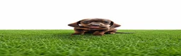 Teckel Miniatura perros en venta: Teckel minis y kanichen maxima calidad - Anuncio 7