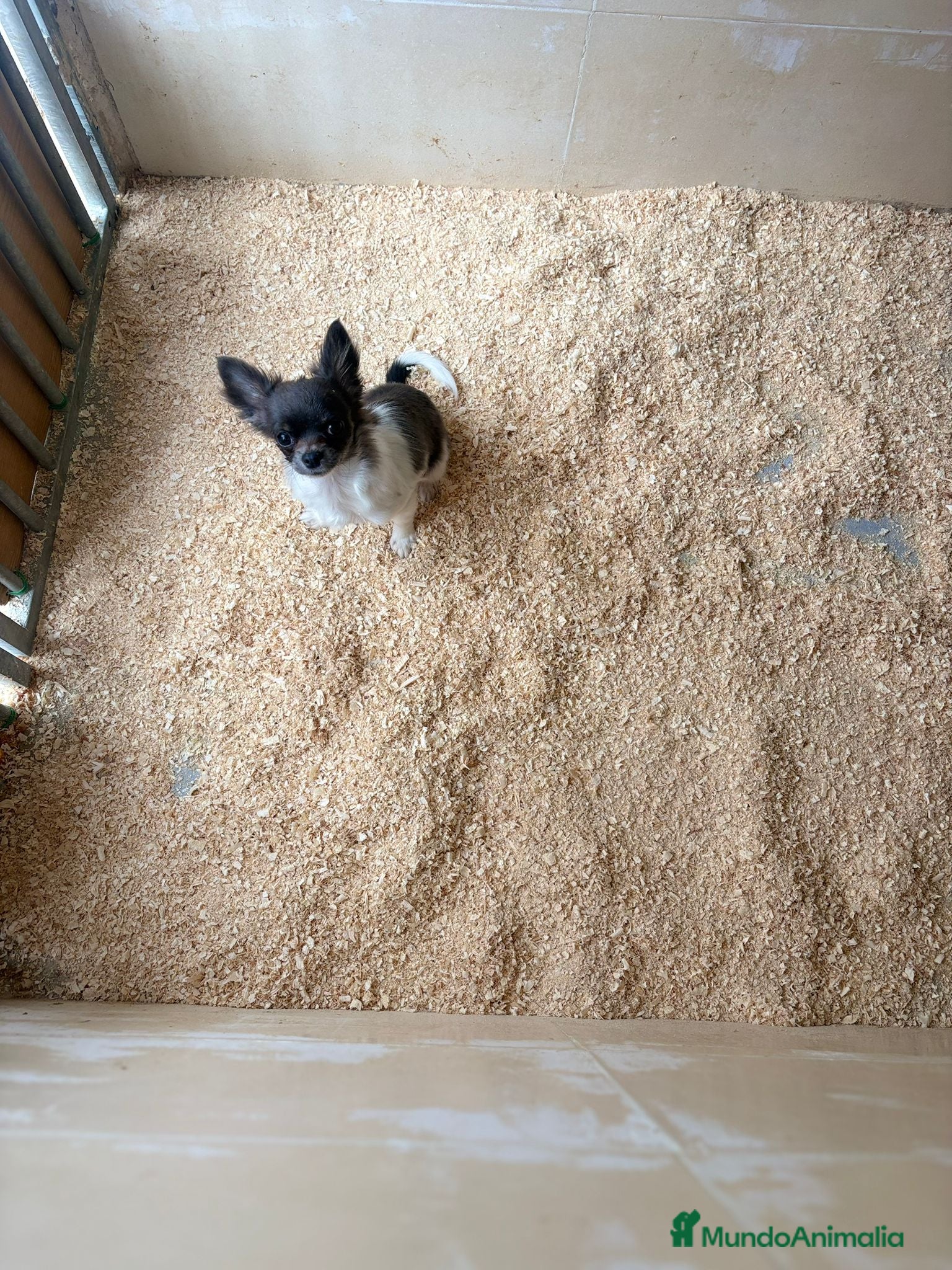 Chihuahua perros Chihuahua mini toy - Anuncio 4