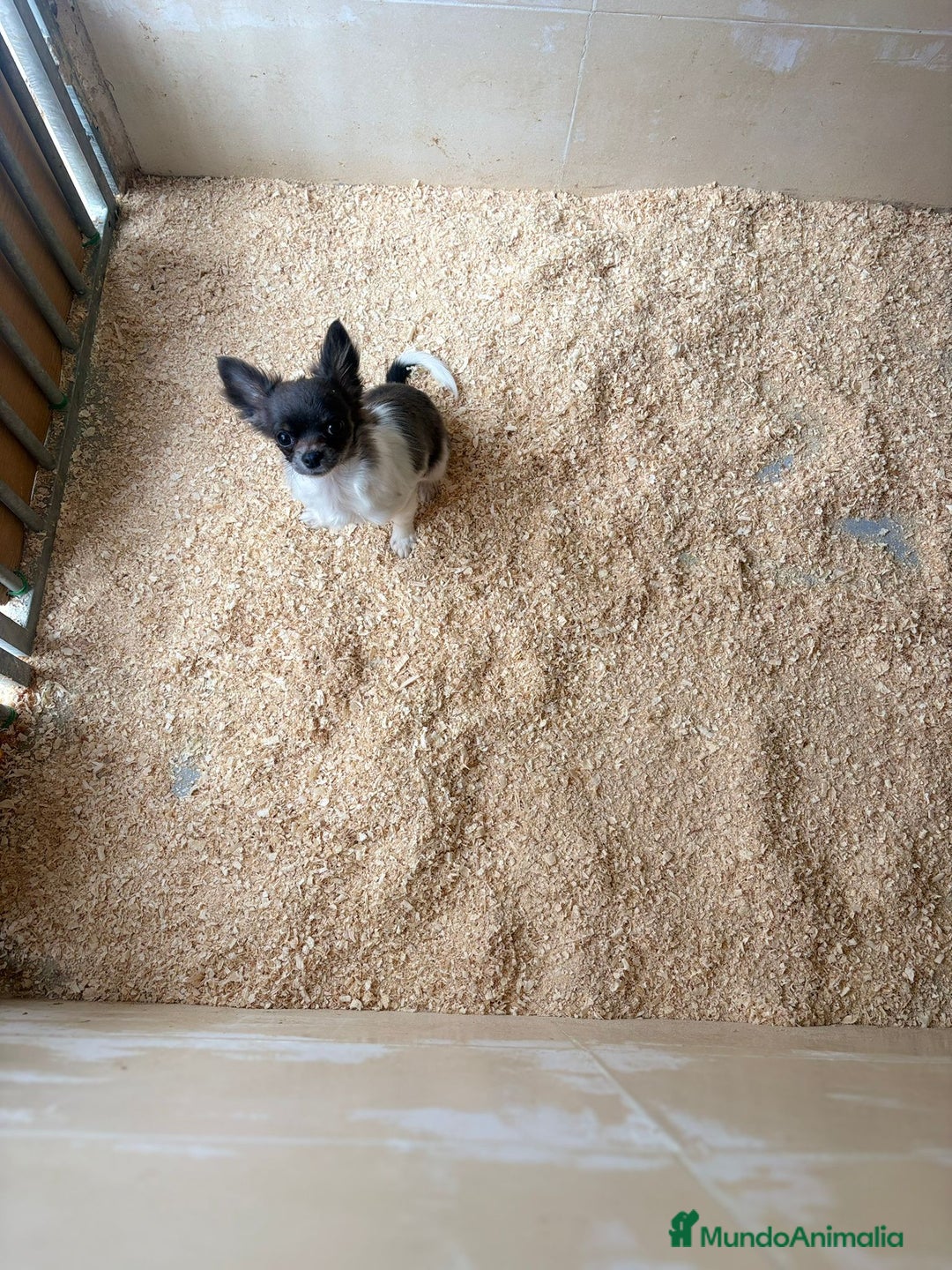 Chihuahua perros en venta: Chihuahua mini toy - Anuncio 1