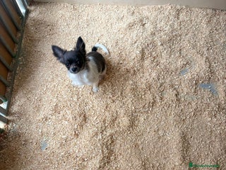 Chihuahua perros Chihuahua mini toy - Anuncio 2