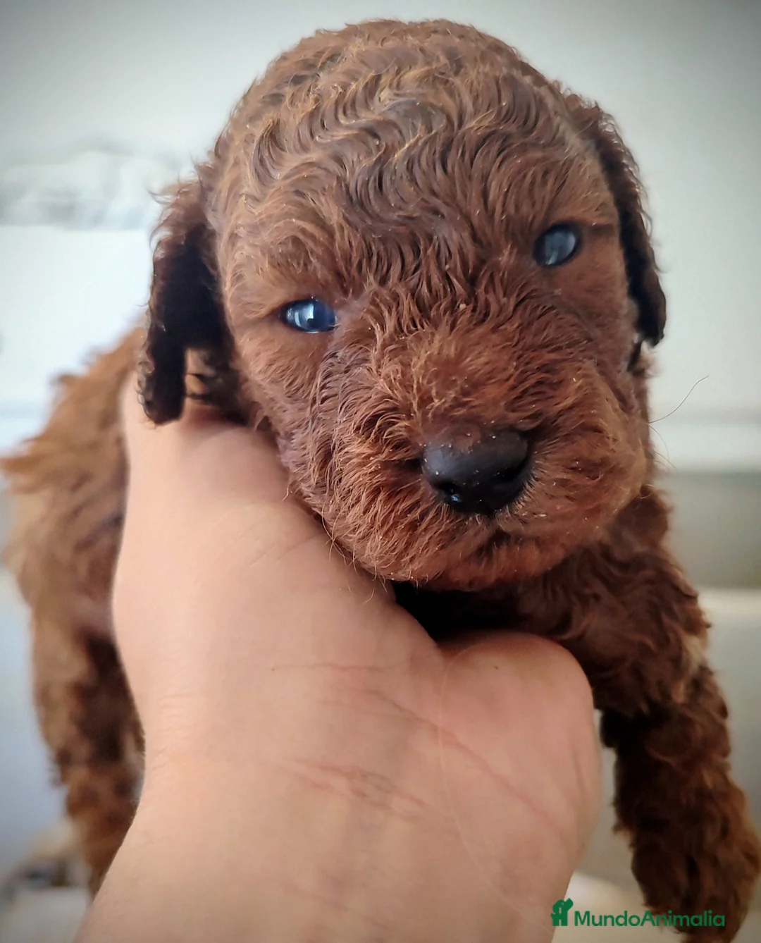 Caniche Toy perros en venta: Caniche Toy  - Anuncio 2