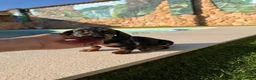 Teckel perros en venta: Teckel kaninchen - Anuncio 4