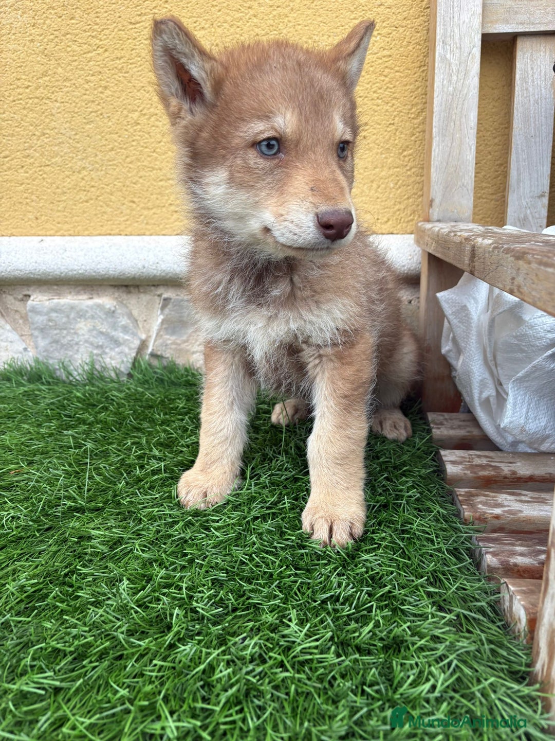 Perro Lobo de Saarloos perros en venta: Perro Lobo Iberico macho rojo  - Anuncio 3