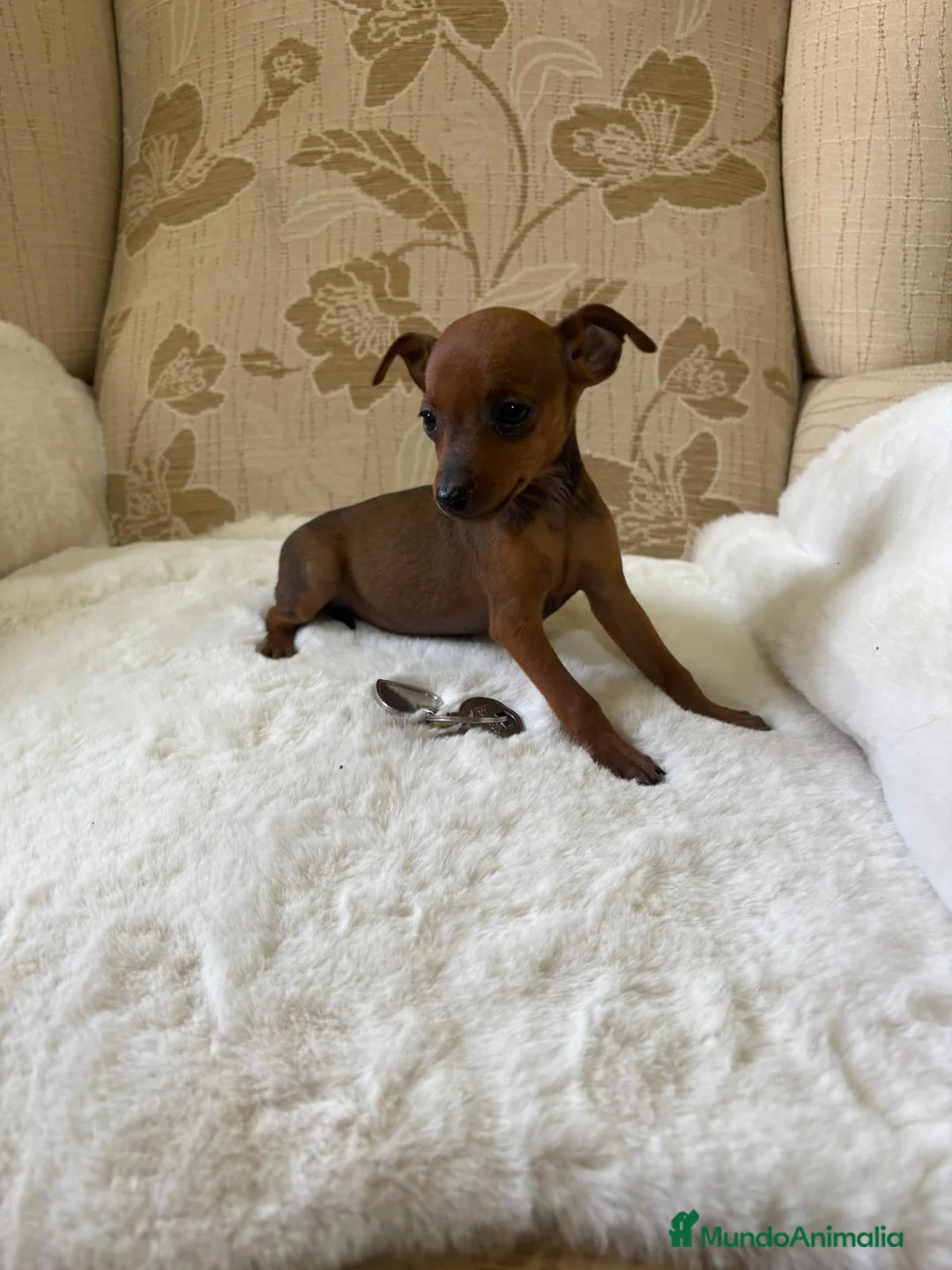 Pinscher Miniatura perros en venta: Pinscher Miniatura cachorros de ensueño - Anuncio 27